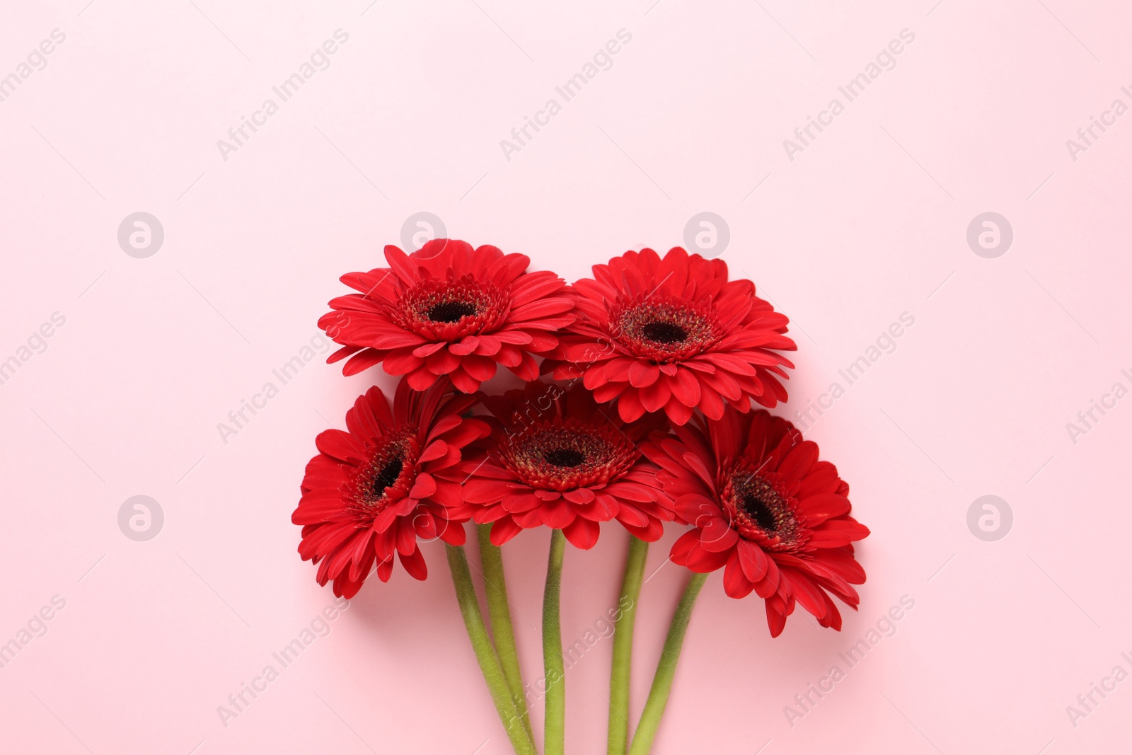 Photo of Bouquet of beautiful red gerbera flowers on pink background, top view