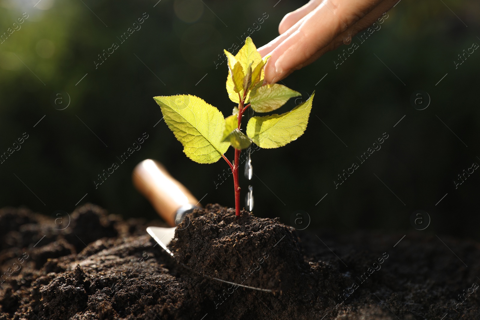 Photo of Woman watering seedling outdoors, closeup. Planting tree