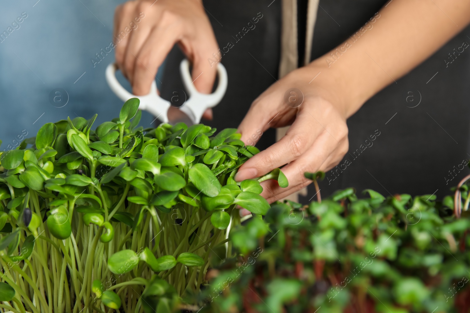 Photo of Woman pruning fresh organic microgreen on blue background, closeup