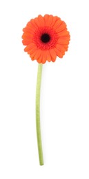 Photo of Beautiful orange gerbera flower isolated on white, top view