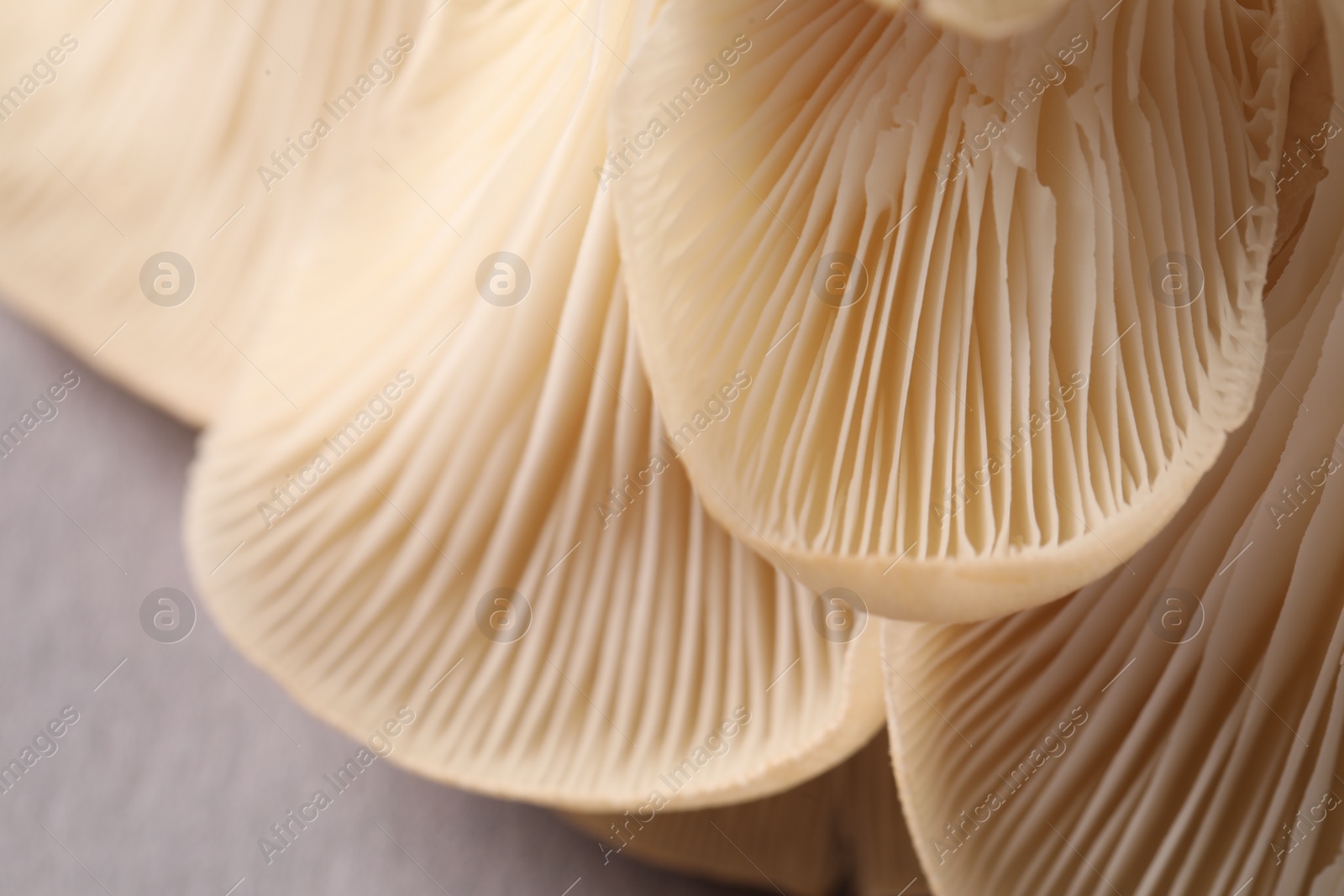 Photo of Fresh oyster mushrooms on grey background, macro view