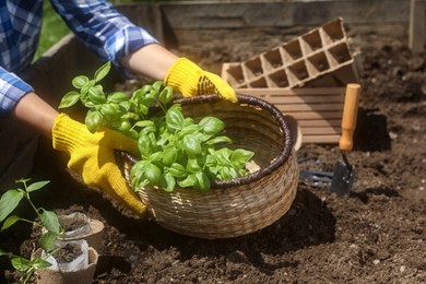 Photo of Woman taking basket with seedlings outdoors, closeup