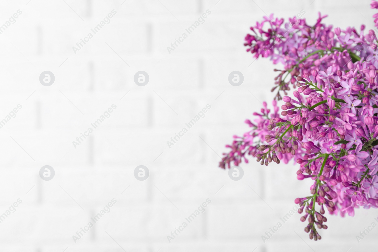 Photo of Blossoming lilac flowers on light background, closeup. Space for text