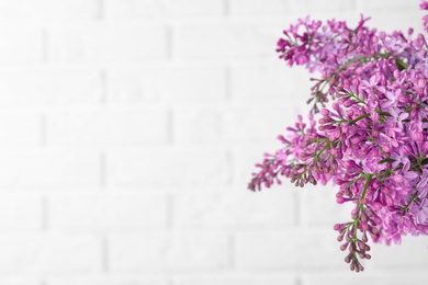 Photo of Blossoming lilac flowers on light background, closeup. Space for text