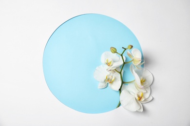 Branch with beautiful tropical orchid flowers on color background, top view. Space for text