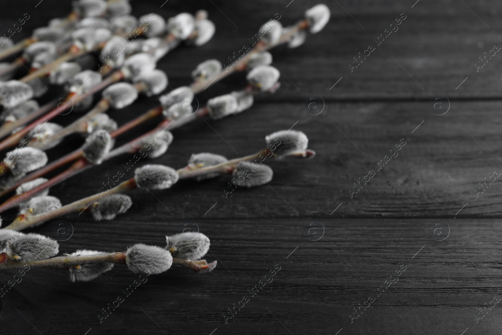 Photo of Beautiful pussy willow branches on black wooden background, closeup