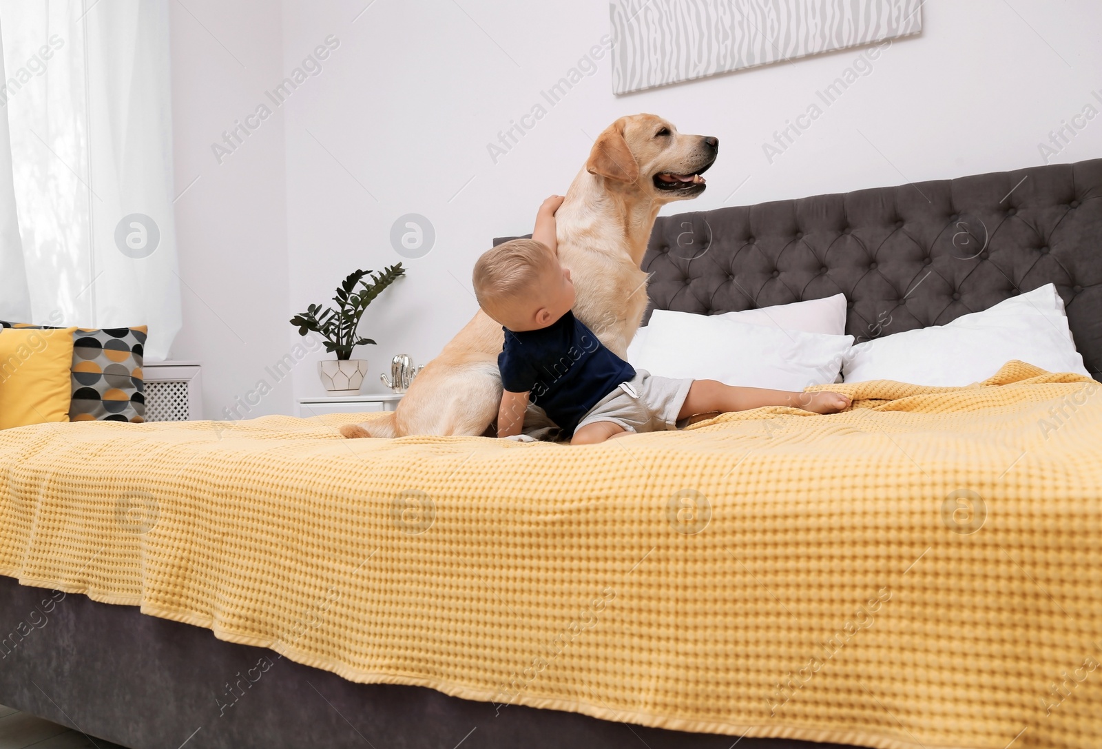 Photo of Adorable yellow labrador retriever and little boy on bed at home