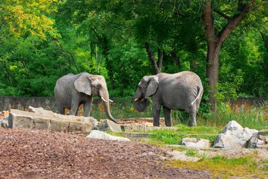 Beautiful elephants in zoo on sunny day