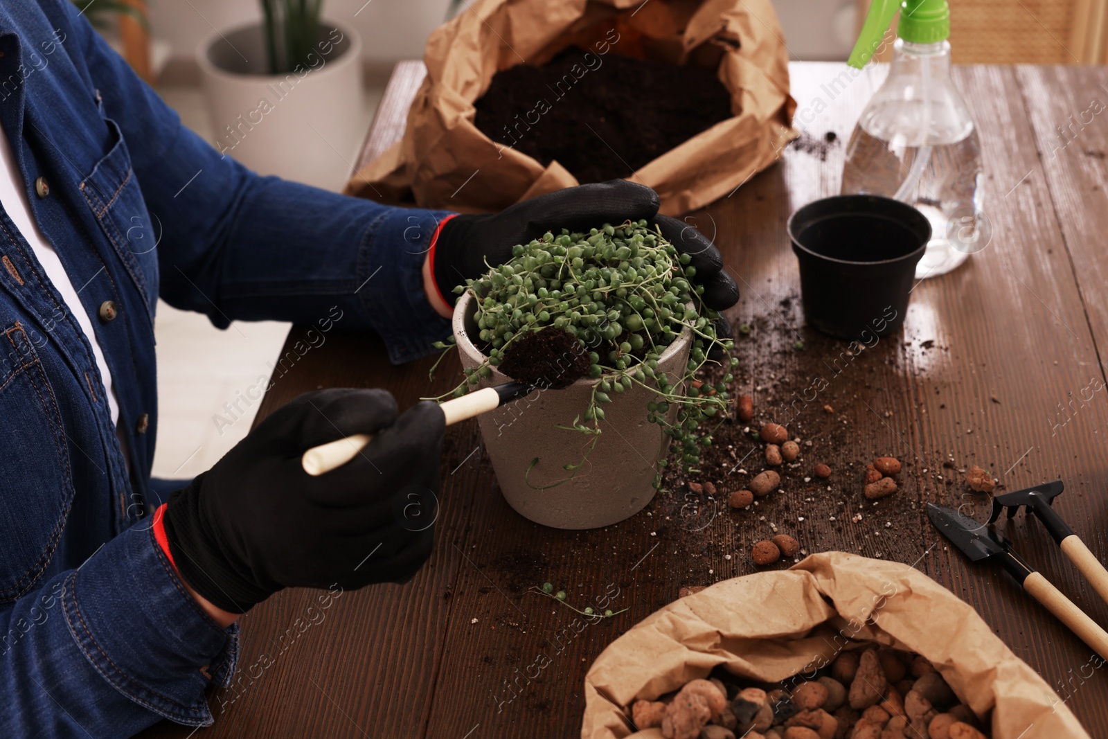 Photo of Woman transplanting houseplant into new pot at wooden table indoors, closeup