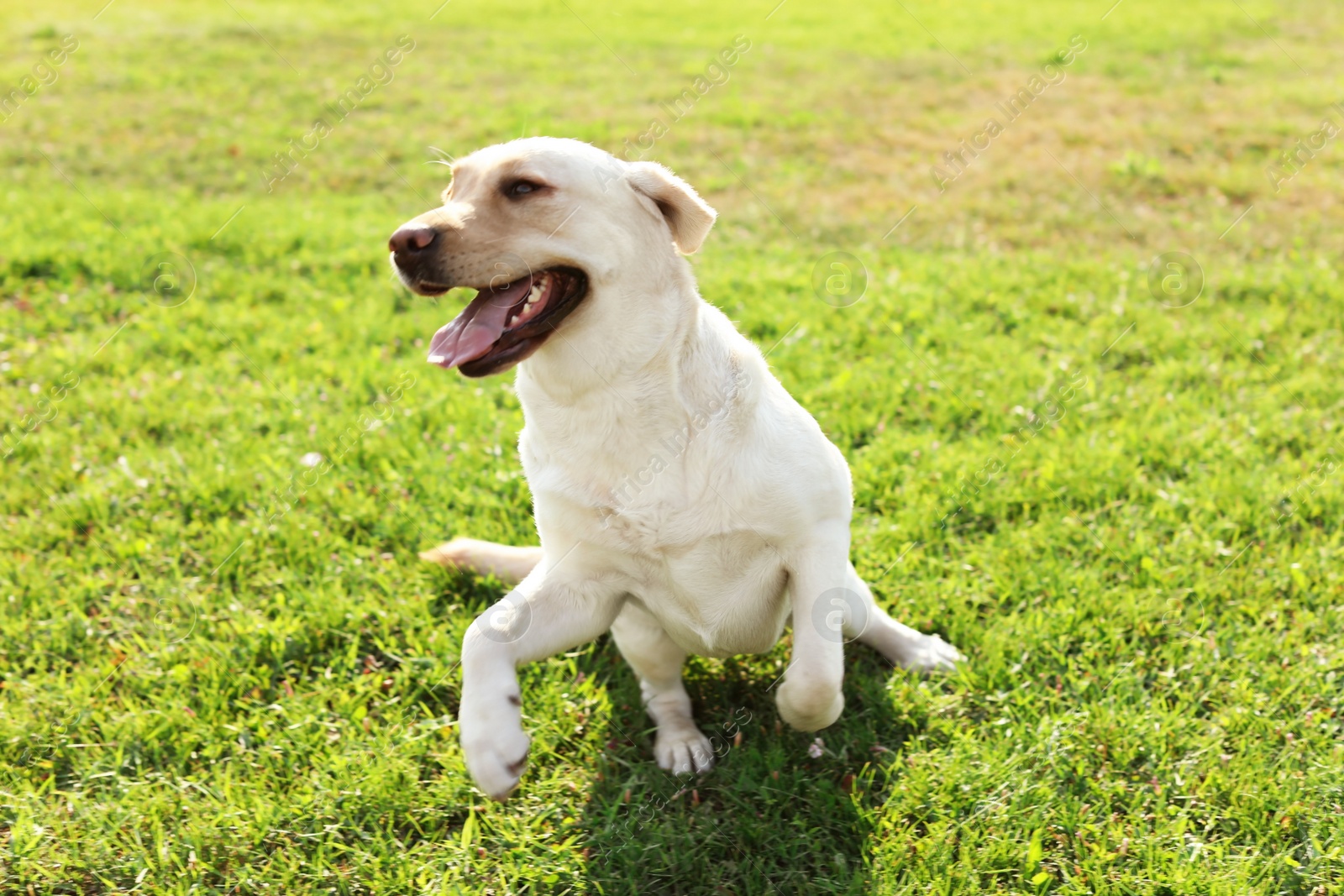 Photo of Cute yellow labrador retriever outdoors on sunny day