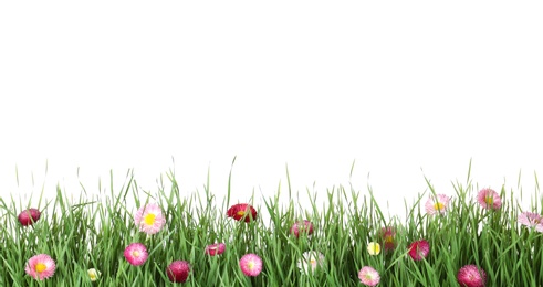 Vibrant green grass with beautiful flowers on white background