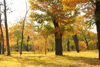 Beautiful trees with colorful leaves in park. Autumn landscape