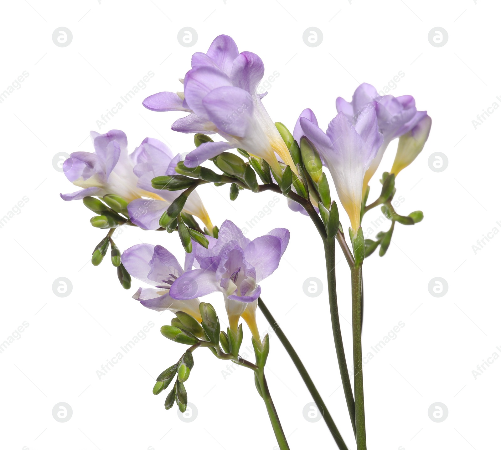 Photo of Beautiful violet freesia flowers isolated on white