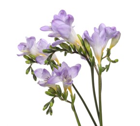 Photo of Beautiful violet freesia flowers isolated on white