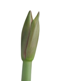 Photo of Beautiful fresh amaryllis bud on white background