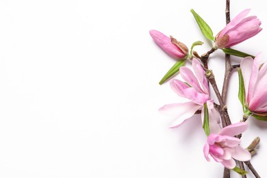 Photo of Magnolia tree branches with beautiful flowers on white background, top view