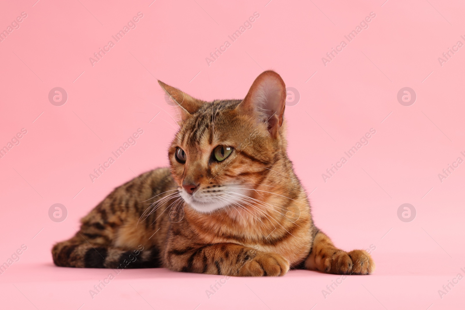 Photo of Cute Bengal cat on pink background. Adorable pet