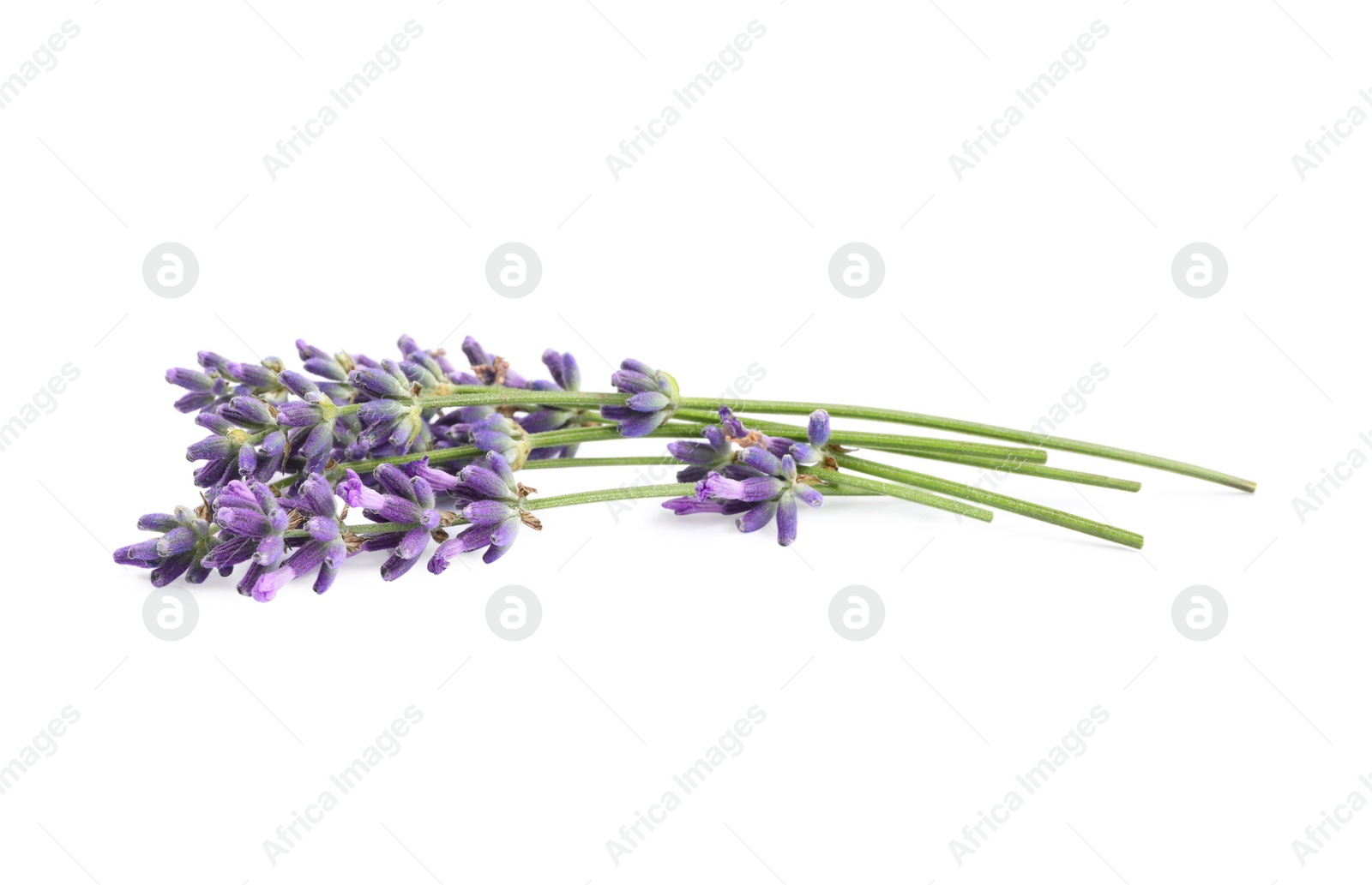 Photo of Beautiful blooming lavender flowers on white background