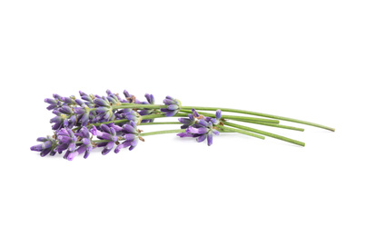 Beautiful blooming lavender flowers on white background