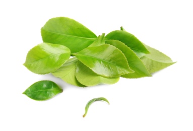 Photo of Green leaves of tea plant on white background