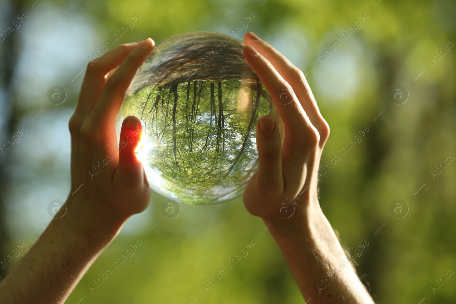 Photo of Green trees outdoors, overturned reflection. Man holding crystal ball in forest, closeup