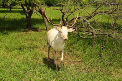Photo of Beautiful white deer in safari park outdoors