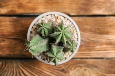 Beautiful cactus on wooden background, top view