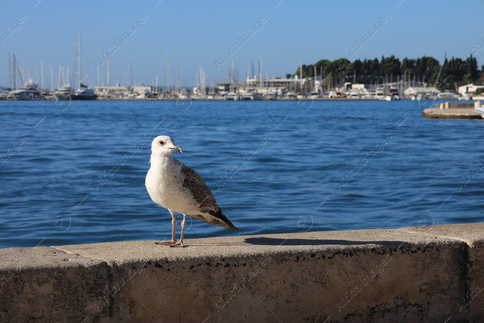 Photo of Beautiful seagull on stone surface near calm sea outdoors. Space for text