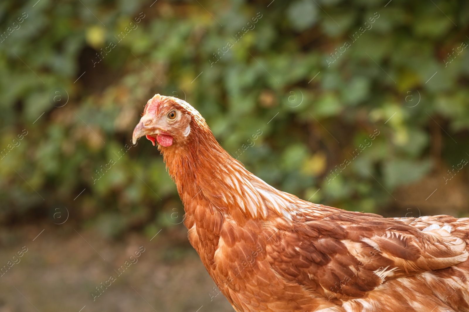 Photo of Beautiful chicken in yard on farm. Domestic animal