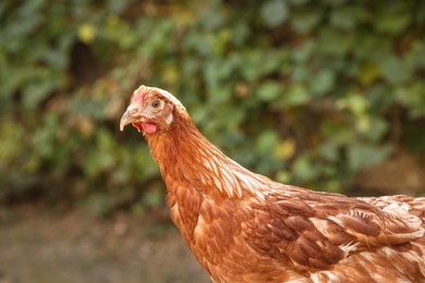 Beautiful chicken in yard on farm. Domestic animal