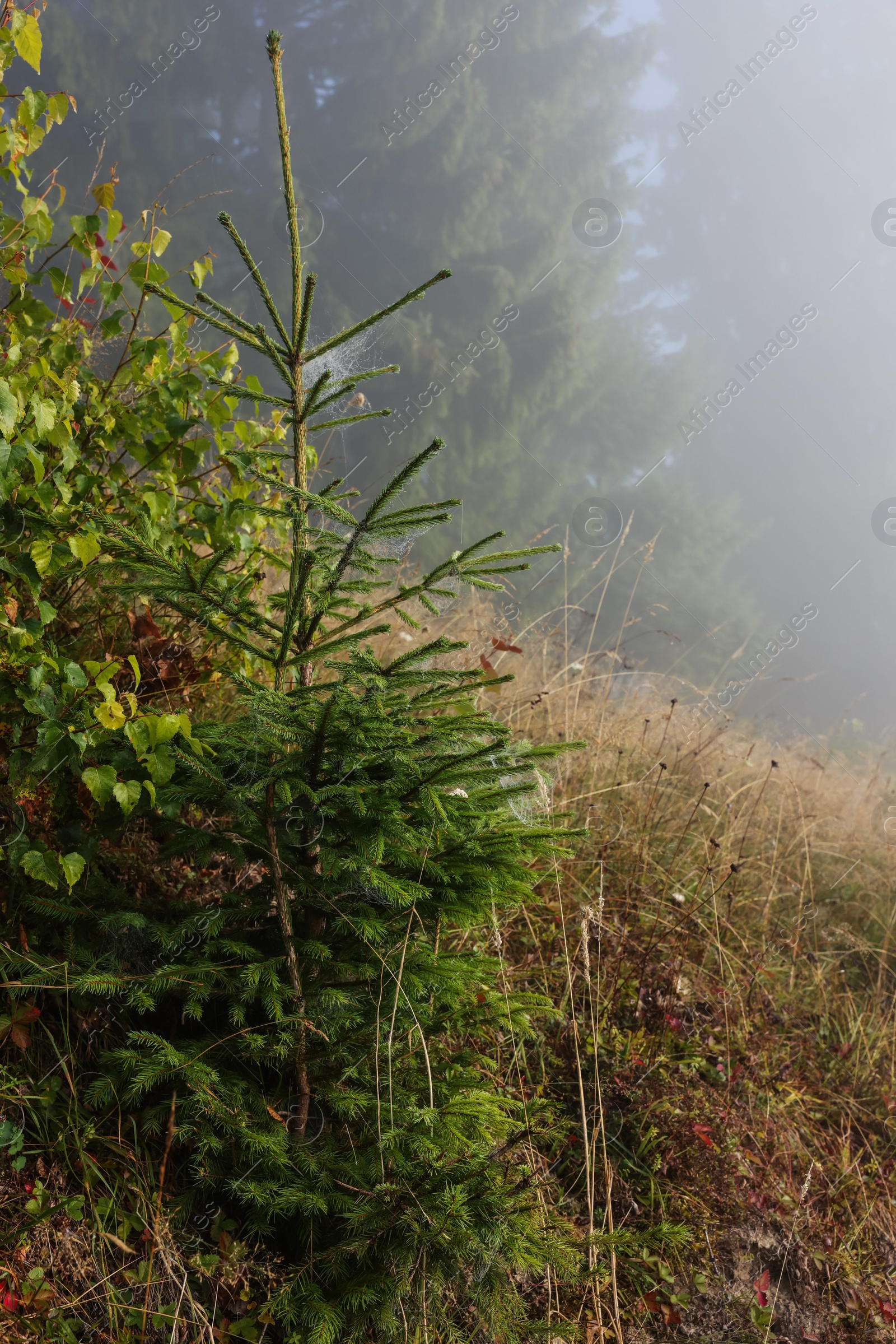 Photo of Beautiful forest with fir tree in foggy morning