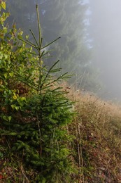 Beautiful forest with fir tree in foggy morning