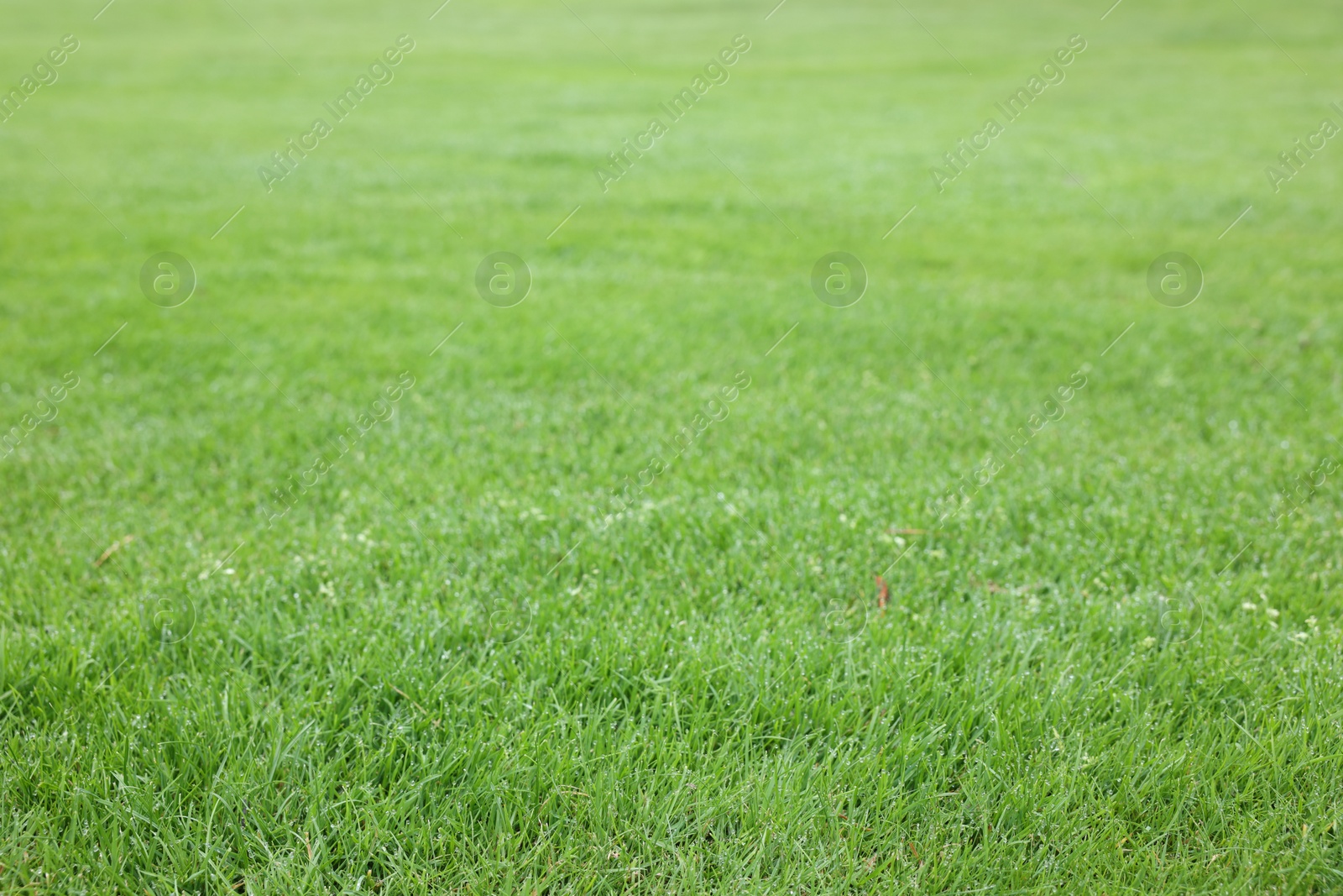 Photo of Beautiful freshly cut green lawn as background