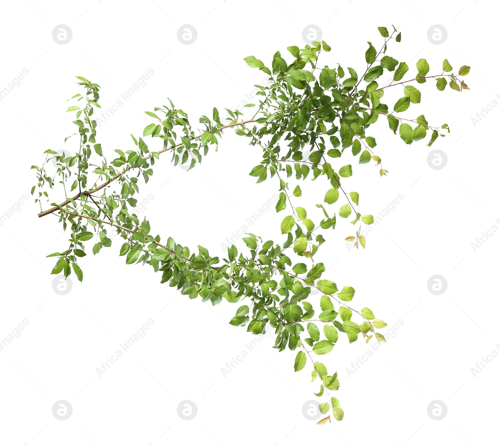 Photo of Branch of tree with young fresh green leaves isolated on white. Spring season