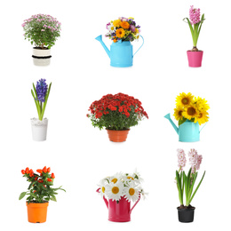 Set of different blooming plants in flower pots on white background