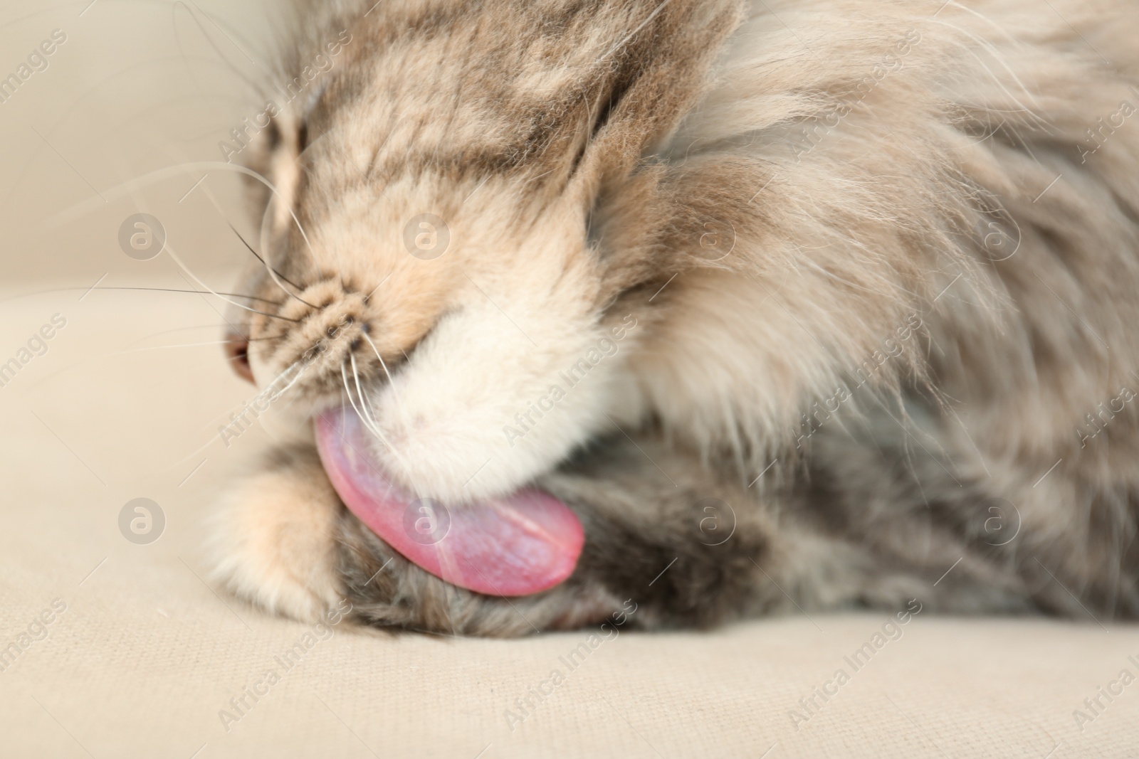 Photo of Adorable Maine Coon cat cleaning itself at home, closeup