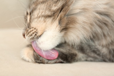 Photo of Adorable Maine Coon cat cleaning itself at home, closeup