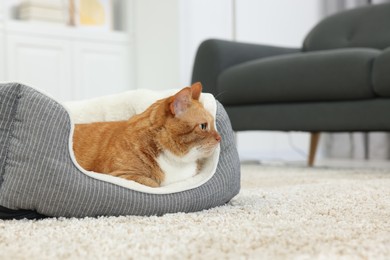 Photo of Cute ginger cat lying on pet bed at home. Space for text