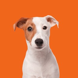 Image of Cute Jack Russel Terrier on orange background