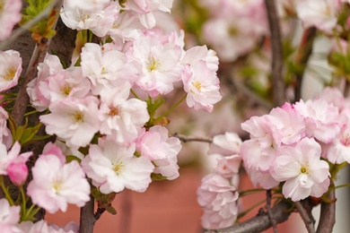 Closeup view of tree branches with tender flowers outdoors. Amazing spring blossom