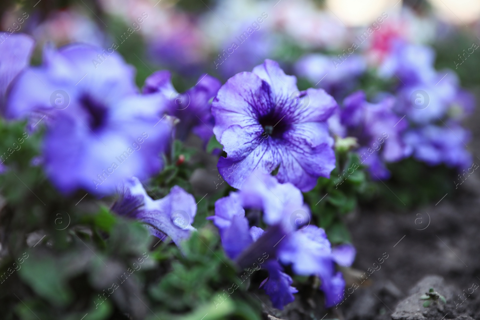 Photo of Beautiful garden flowers outdoors. Amazing nature in summer