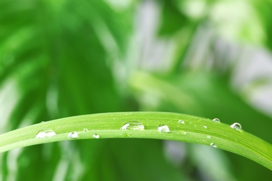 Photo of Water drops on green leaf against blurred background