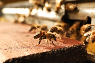 Photo of Closeup view of wooden hive with honey bees on sunny day