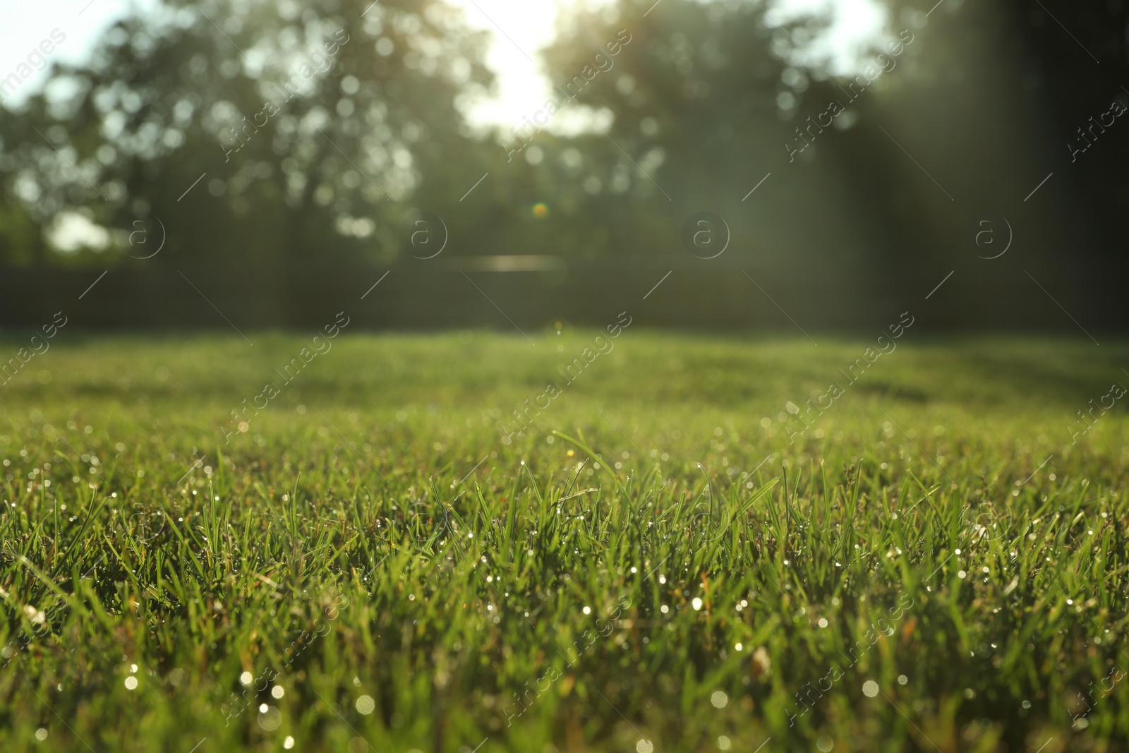 Photo of Lush green grass outdoors on sunny day