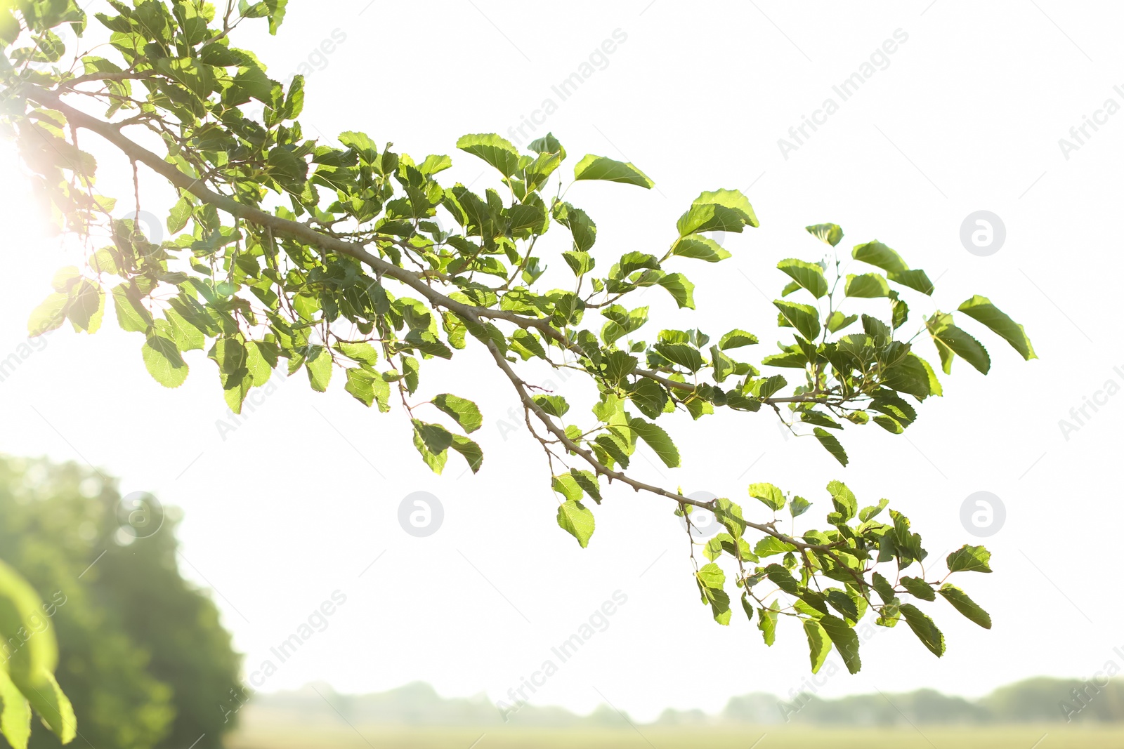 Photo of Beautiful tree branches with green leaves outdoors