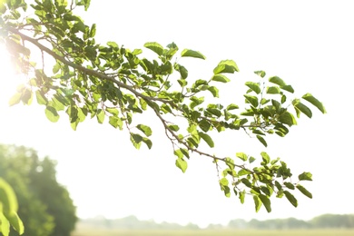 Beautiful tree branches with green leaves outdoors