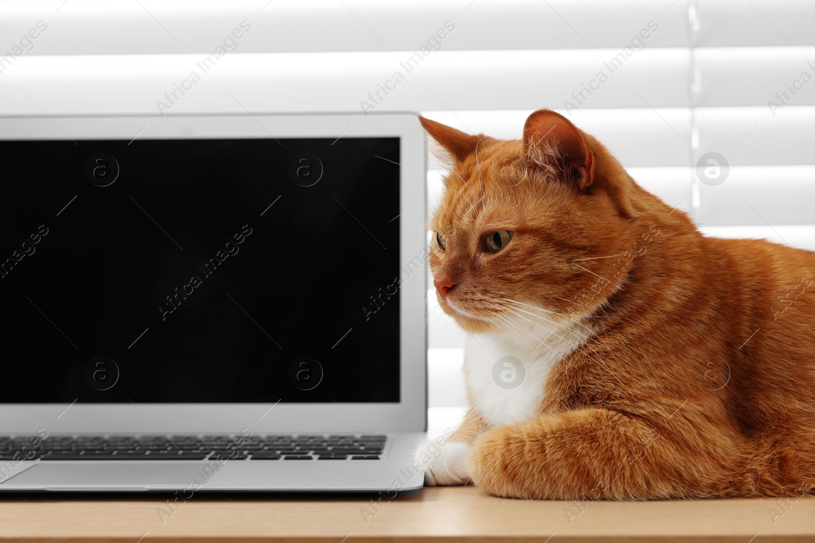 Photo of Cute cat lying on wooden desk near laptop at home. Space for text