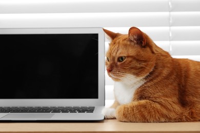 Cute cat lying on wooden desk near laptop at home. Space for text