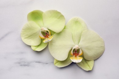 Photo of Beautiful orchid flowers on white marble table, flat lay