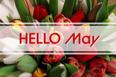 Hello May card. Beautiful spring bouquet of colorful tulip flowers, closeup